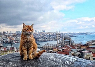 گشتی در شهر گربه ها، استانبول رویایی